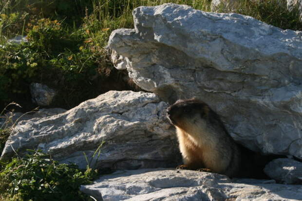 Черношапочный сурок (Marmota camtschatica) фото