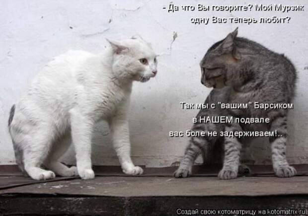 Новая котоматрица на Бугаге (35 фото)