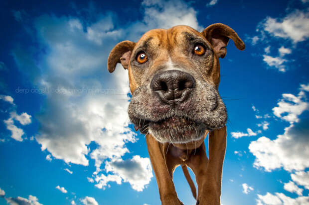15 ужасно милых собак, которых застали врасплох собаки, фото, юмор