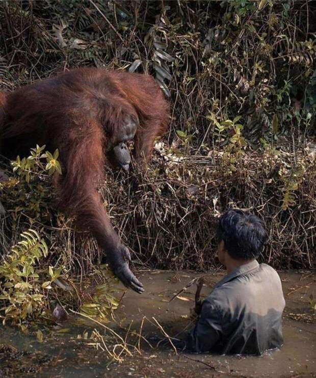 37. Орангутанг протянул руку человеку, который, как ему показалось, тонул в реке. На самом деле тот ловил змей, чтобы уберечь обезьян от их смертельных укусов