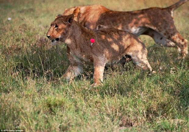 Лев пытается спасти свою подругу, вытащив из нее дротик с транквилизатором  животные, природа
