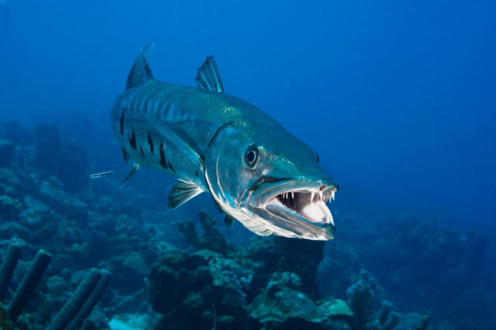 Barracuda