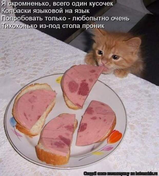 Лучшие котоматрицы недели (51 фото)