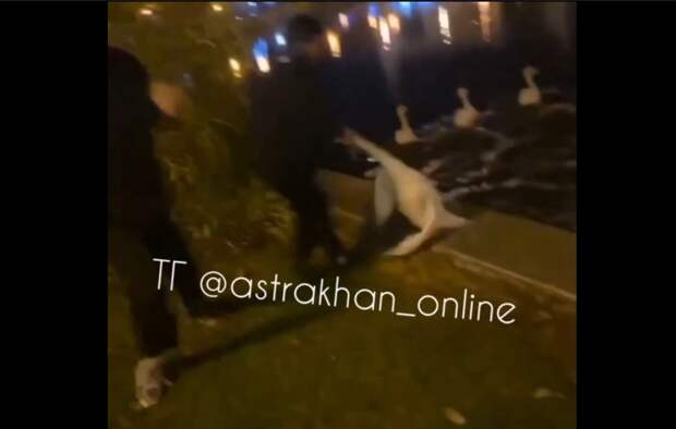 Полиция нашла астраханца, поиздевавшегося над лебедем