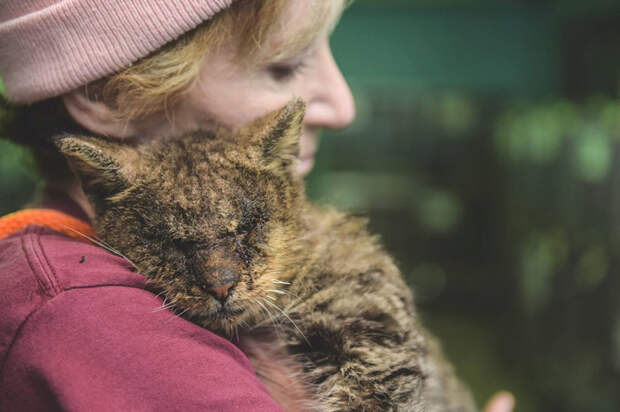 Женщина взяла на руки кота, к которому другие боялись даже подходить добро, животные, кот