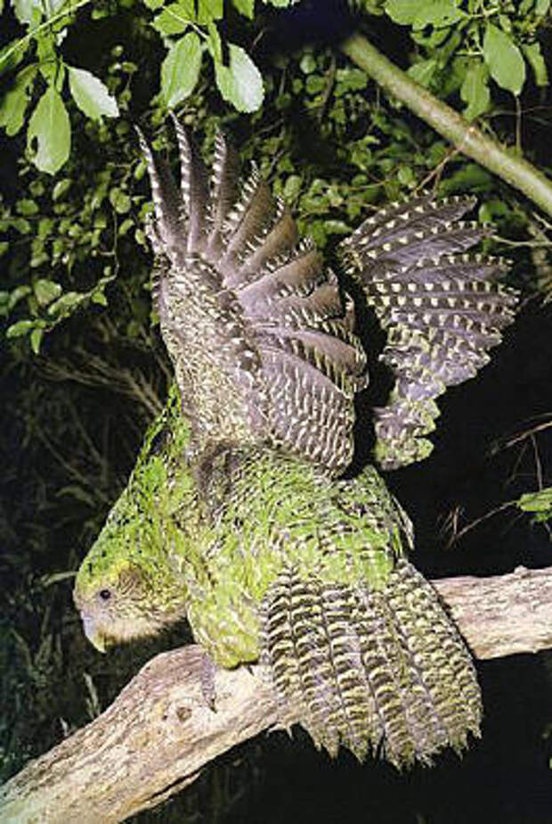 kakapo Самые необычные существа планеты Земля. Часть II