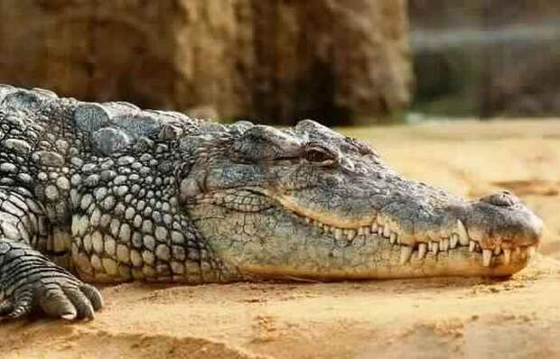 Крокодил как спасение от нежелательной беременности.