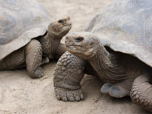 11. Слоновые черепахи – Эквадор.