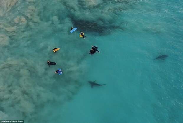 К беззаботным школьникам под водой подплыли 4 сотни акул австралия, акулы, океан, опасность, подводный мир