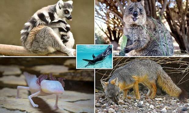 Животные, для встречи с которыми придется сильно постараться Галапагосы, австралия, животные, интересно, мадагаскар, познавательно, редкие животные, эндемики