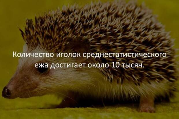 Интересные факты обо всем на свете