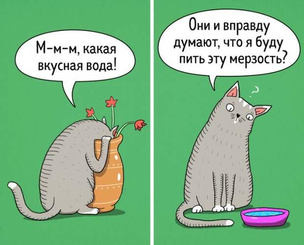 Кошки - самые противоречивые создания на планете