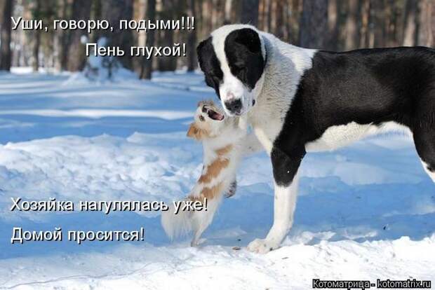 Котоматрицы