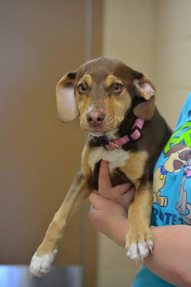 Фото Delta Animal Shelter.