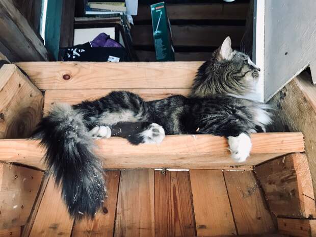 помощь котенку кот отдыхает