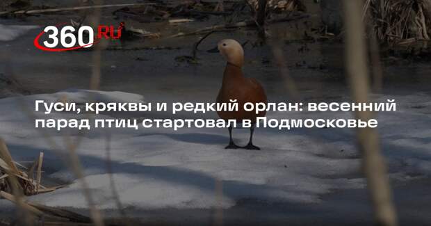 Первых перелетных птиц зафиксировали на Верхнеяузских болотах в Мытищах