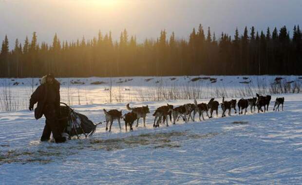 Гонка на собачьих упряжках Iditarod 2013