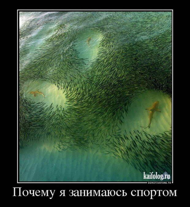Демотиваторы - 151 (70 фото)