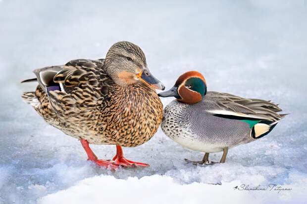 В тульский парк прилетел самый маленький речной селезень России