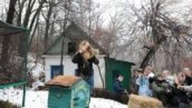 Сурок Тимка предсказал раннюю весну