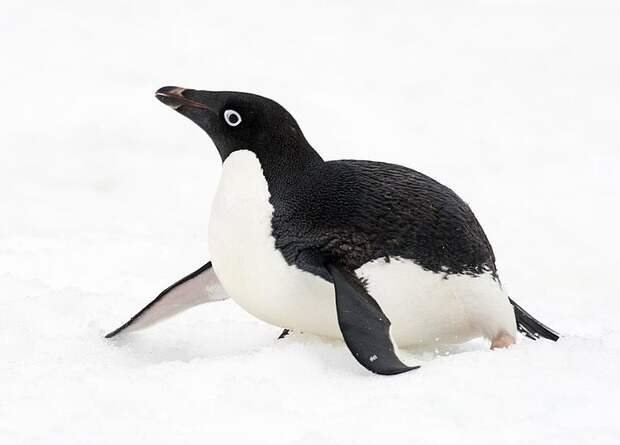 Пингвин Адели преодолел 3000 километров и добрался из Антарктиды в Новую Зеландию
