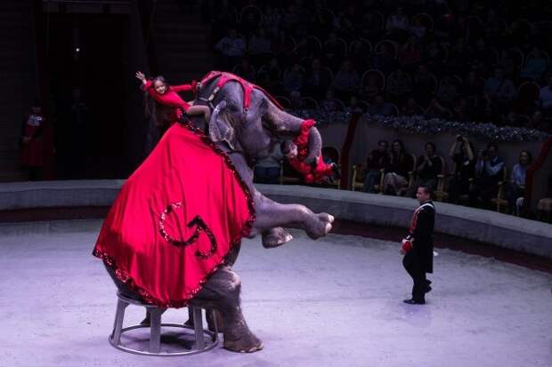 Несовершеннолетним могут запретить посещать цирки в России