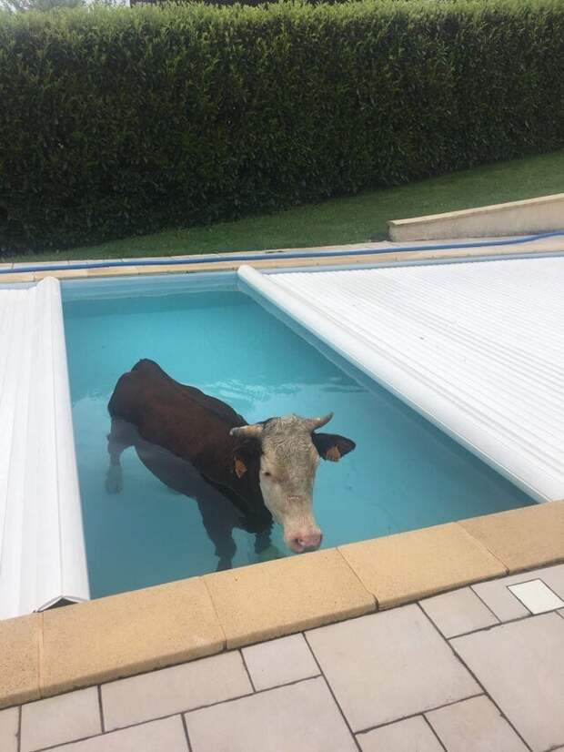 Хозяева не ожидали увидеть корову в бассейне