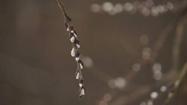 Россиян предупредили о риске покупки вербы на улице