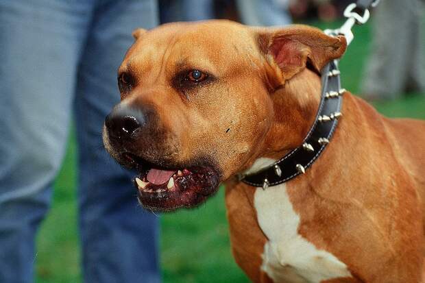 МВД составило список потенциально опасных пород собак.