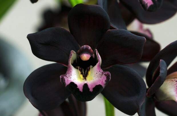 Черная орхидея фото