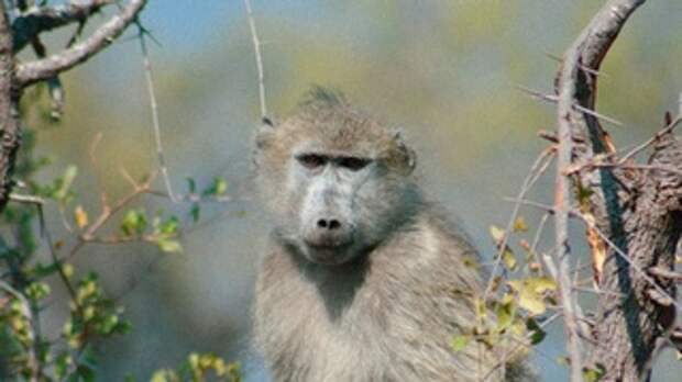 Обезьяна / Фото: Geoffroy Danest / unsplash.com