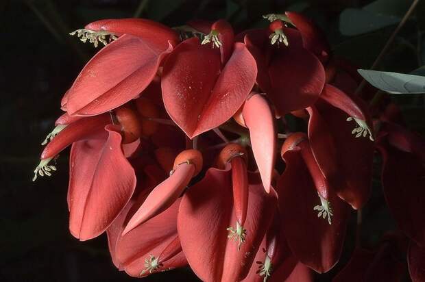 NewPix.ru - Коралловое дерево