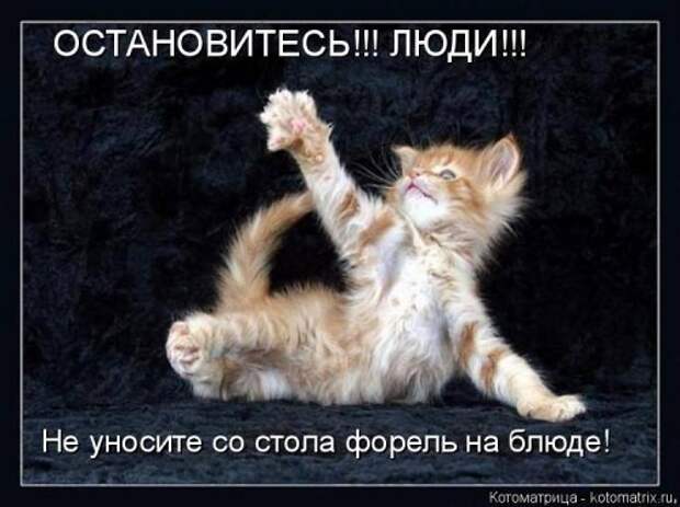 Свежая котоматрица на Бугаге (37 фото)