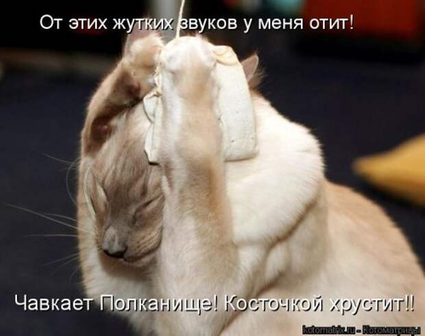 Новая котоматрица (44 шт)