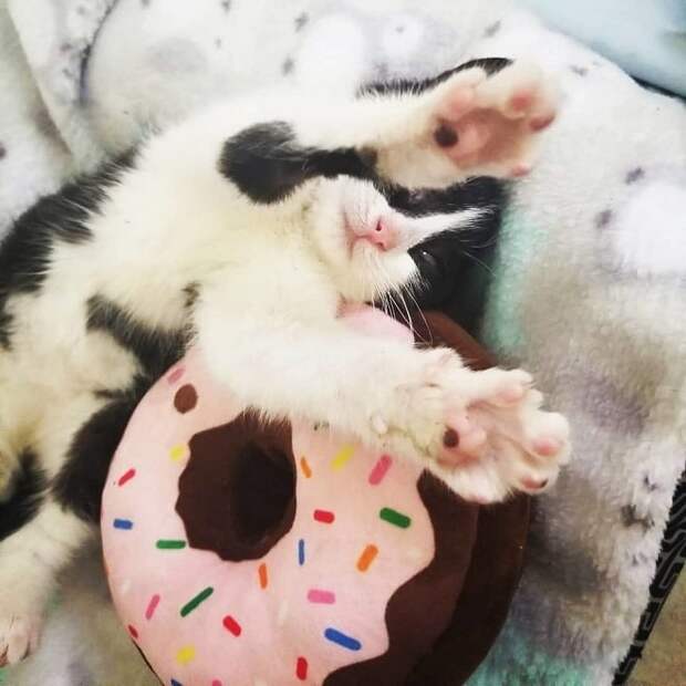 Котенок и бублик Котенок спит