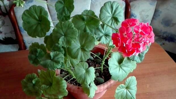 Моя подборка 5 цветков поможет правильно подбирать «зеленых друзей», чтобы они не оказывали негативного влияния на судьбу и здоровье