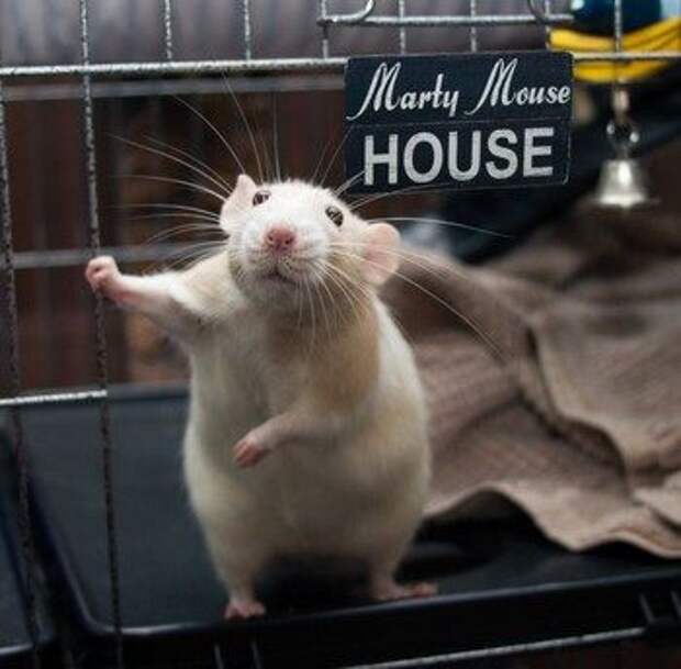 Крыса стоит в домике