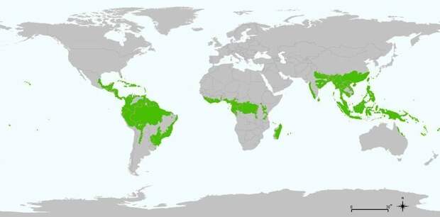 15. Карта влажных тропических лесов мира в мире, интересно, карта, познавательно, фото