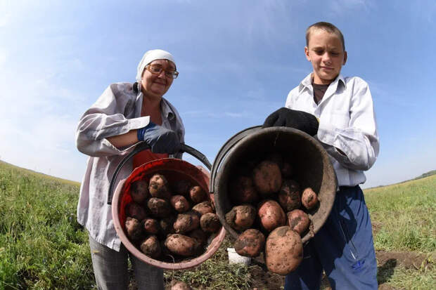 Жителям Берлина бесплатно раздают картофель: почему в России не могут