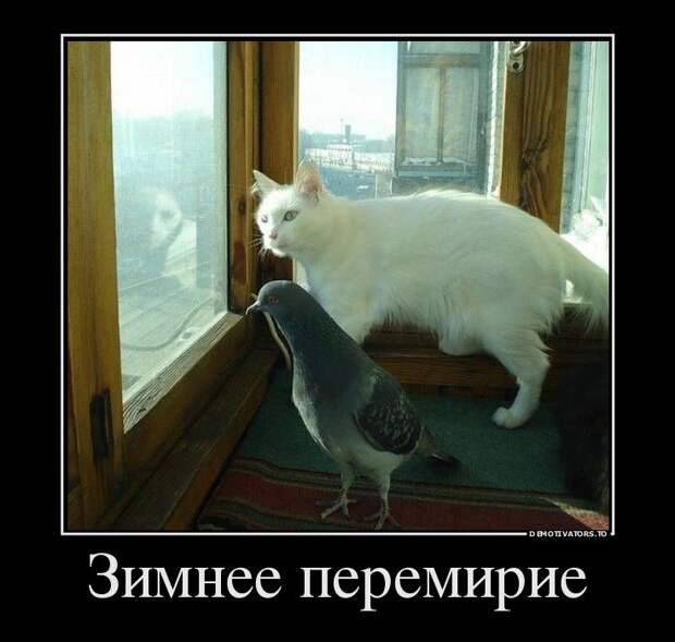 Демотиваторы для настроения (11 шт)