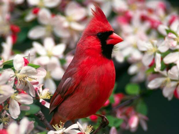 Северный кардинал красота, птицы, фауна