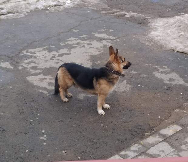 Тавчарка? Овчакса? Коргичарка?