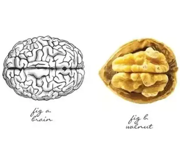 Грецкий орех и мозг картинка
