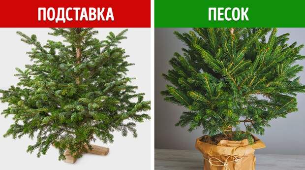 Верные признаки, по которым идеальную елку можно определить за 3 минуты