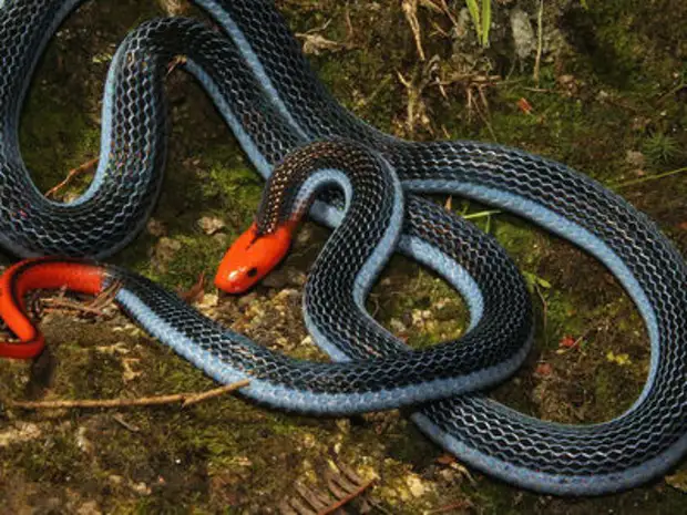 Фото самой опасной змеи в мире