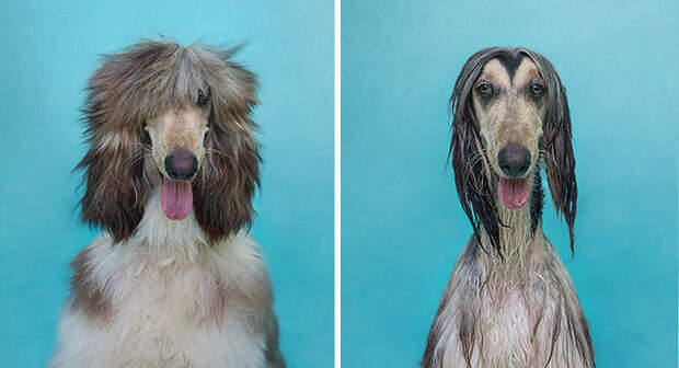 27 смешных собак, сфотографированных до и после принятия ванны животные, после душа, собаки