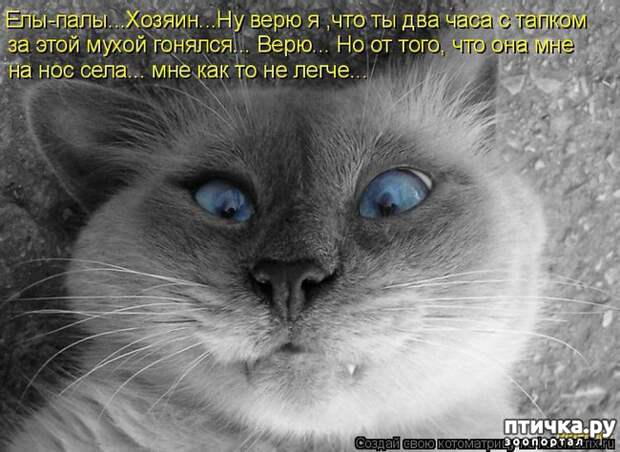 фото 1: Забавные истории про котов)))