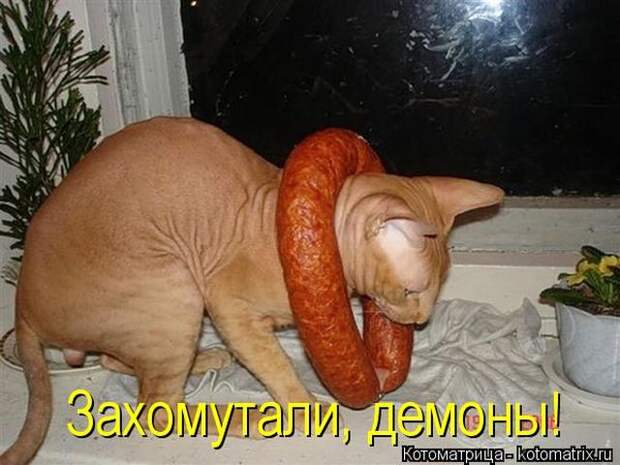 Лучшие котоматрицы недели (50 фото)