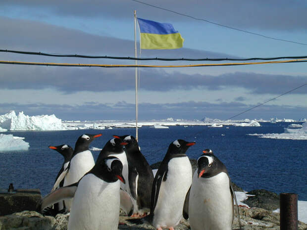 Украину спасут пингвины в вышиванках! (ВИДЕО)