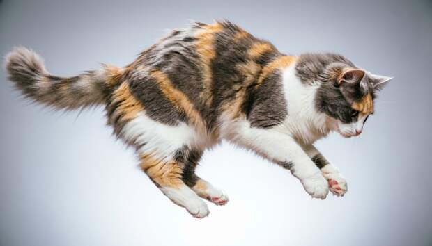 Учёные раскрыли, почему кошки приземляются всегда на лапы
